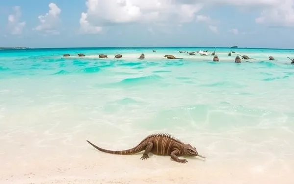 Plages de Petite Terre pour la baignade : où nager et quoi voir en snorkeling en Guadeloupe