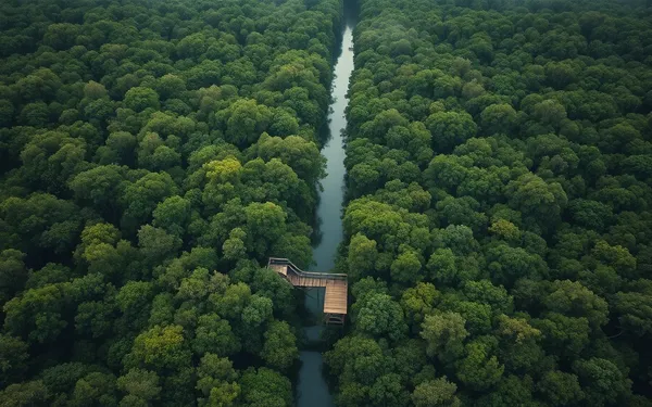 Randonnée Mangrove Guadeloupe : Les 4 Meilleurs Sentiers Faciles à Explorer en 2026
