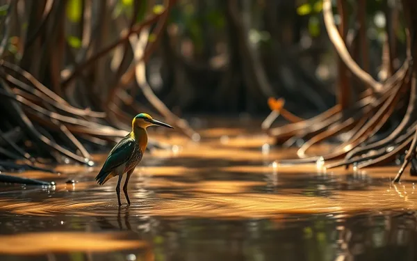 Guide Ultime 2026 : Identification des Oiseaux de la Mangrove en Guadeloupe