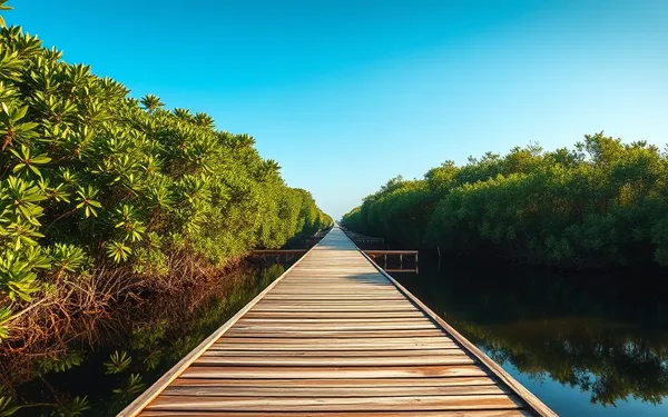 Randonnée Mangrove Pointe-à-Pitre 2026 : Guide Complet pour Explorer l'Écosystème Unique