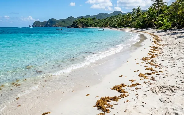 Sargasses en Guadeloupe : Quelles sont les plages épargnées et comment suivre l évolution en temps réel ?